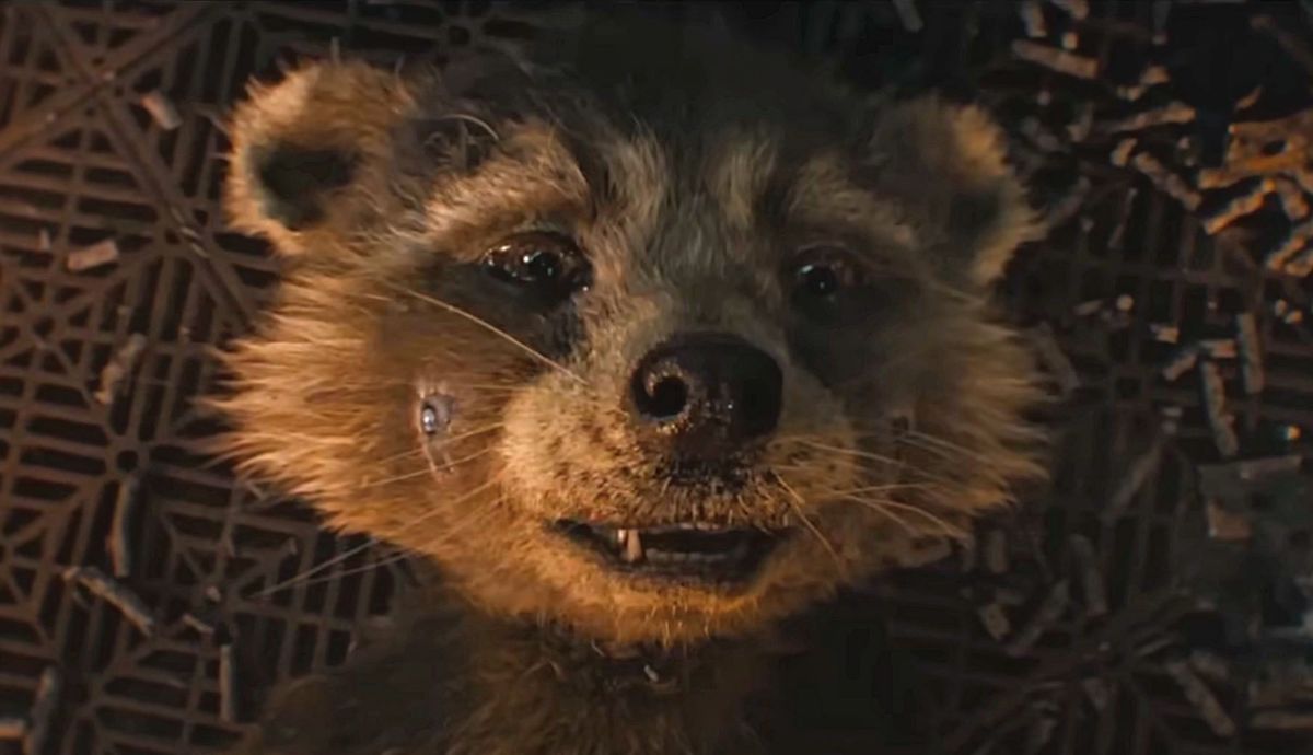 Rocket Raccoon in Guardians of the Galaxy Vol 3 Review