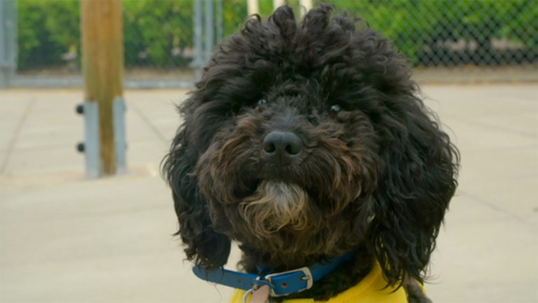 La maison de chiens n&rsquo;est pas un spectacle de rencontres pour chiens, c&rsquo;est une thérapie