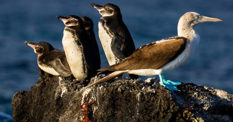Les secrets des Penguins mettent en lumière les Galápagos, où les efforts de conservation vous laissent impressionnés