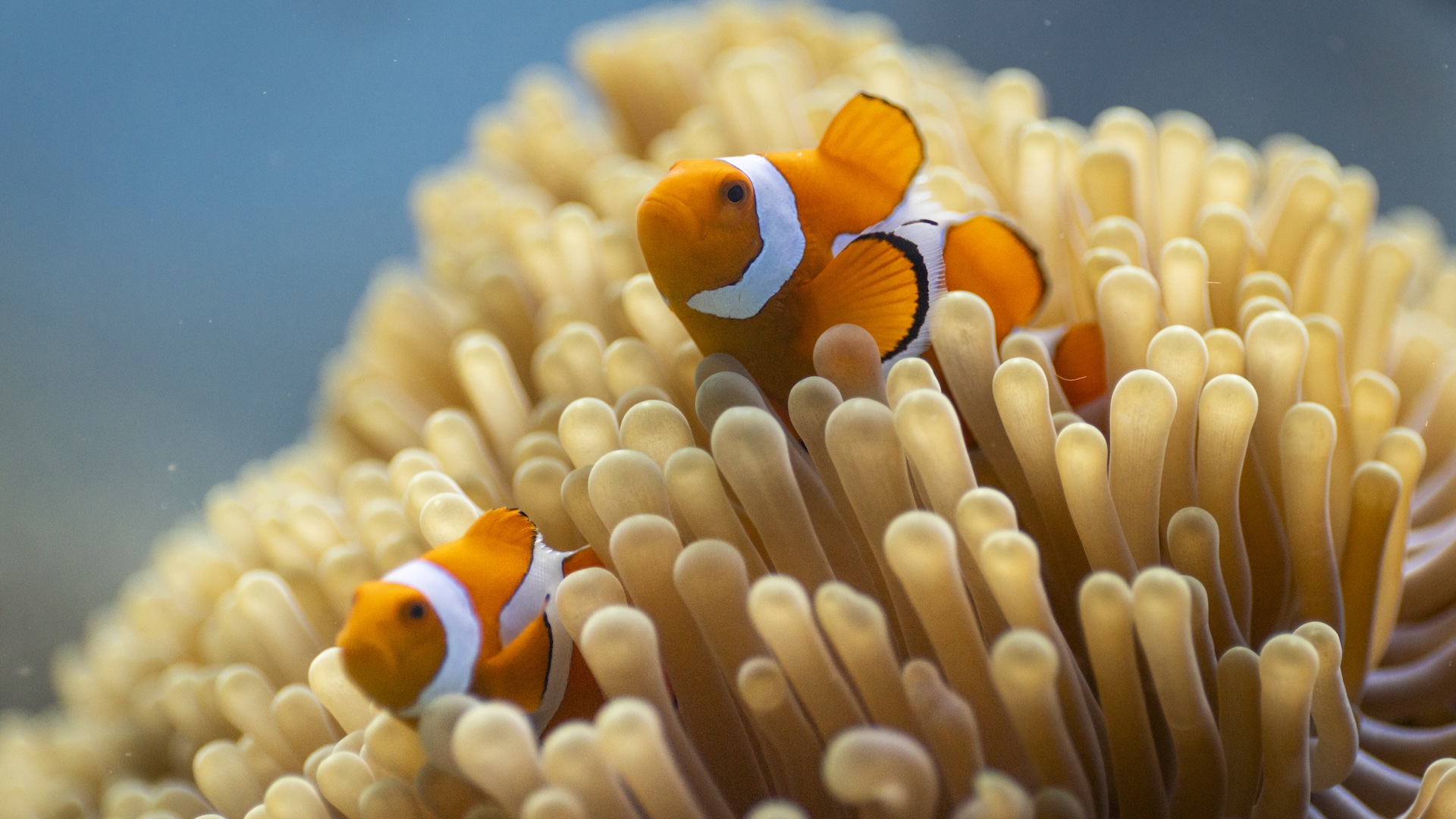 A clown anemonefish on a coral reef in Raja Ampat, Indonesia.