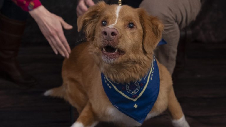 Bons garçons et filles: les meilleurs chiens de film et de télévision